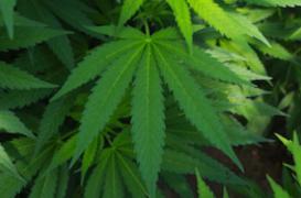 Le cannabis thérapeutique réduit les décès par overdose de médicaments